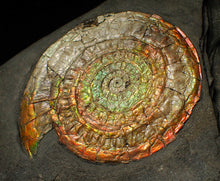 Load image into Gallery viewer, Large complete 98mm rainbow iridescent Caloceras display ammonite fossil
