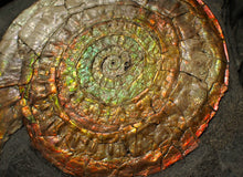 Load image into Gallery viewer, Large complete 98mm rainbow iridescent Caloceras display ammonite fossil
