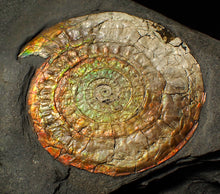 Load image into Gallery viewer, Large complete 98mm rainbow iridescent Caloceras display ammonite fossil
