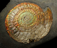 Load image into Gallery viewer, Large complete 98mm rainbow iridescent Caloceras display ammonite fossil
