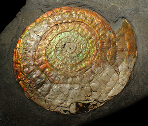 Large complete 98mm rainbow iridescent Caloceras display ammonite fossil