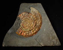Load image into Gallery viewer, Large 93mm rainbow iridescent Caloceras display ammonite fossil
