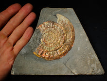 Load image into Gallery viewer, Large 93mm rainbow iridescent Caloceras display ammonite fossil
