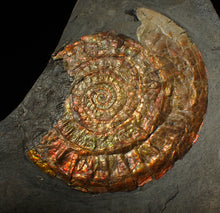 Load image into Gallery viewer, Large 93mm rainbow iridescent Caloceras display ammonite fossil

