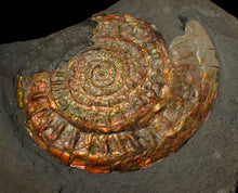 Load image into Gallery viewer, Large 93mm rainbow iridescent Caloceras display ammonite fossil
