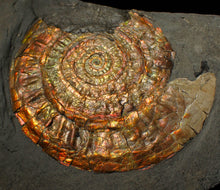Load image into Gallery viewer, Large 93mm rainbow iridescent Caloceras display ammonite fossil
