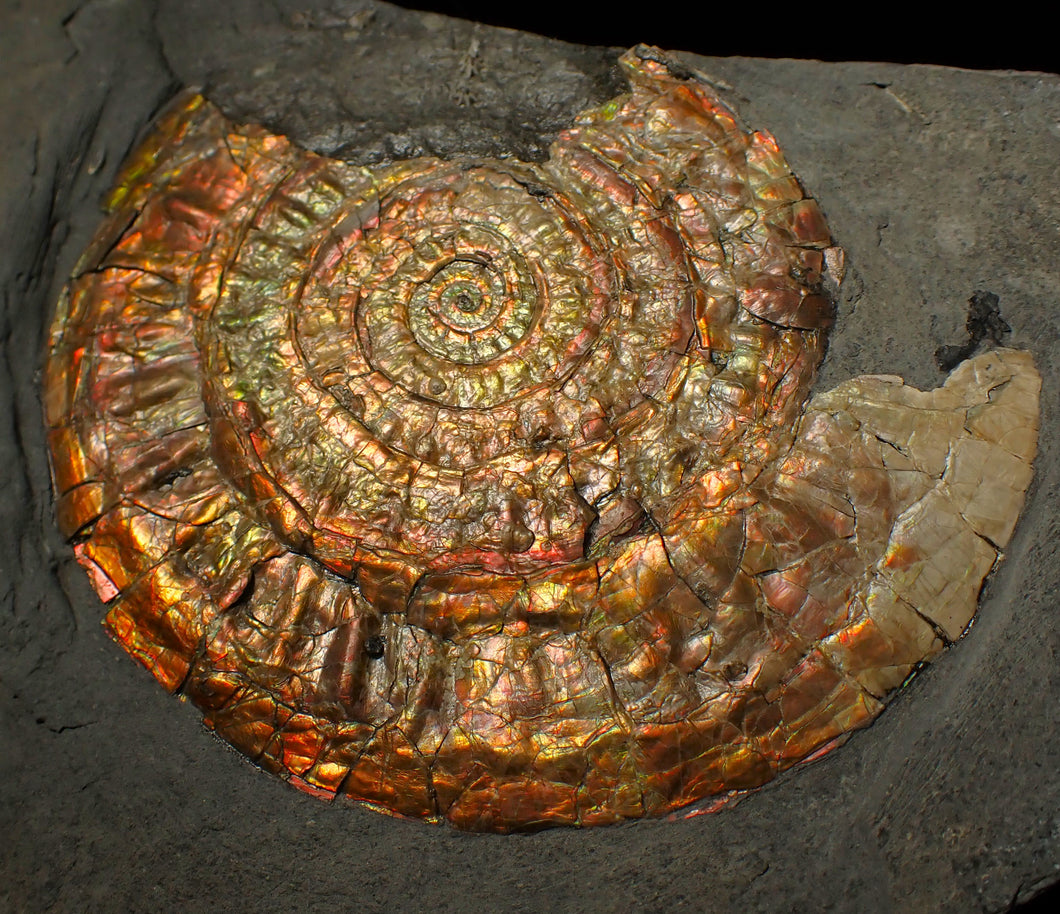 Large 93mm rainbow iridescent Caloceras display ammonite fossil