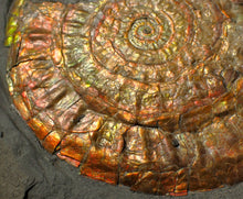 Load image into Gallery viewer, Large 93mm rainbow iridescent Caloceras display ammonite fossil
