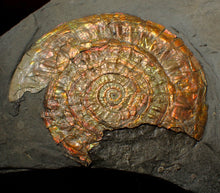 Load image into Gallery viewer, Large 93mm rainbow iridescent Caloceras display ammonite fossil

