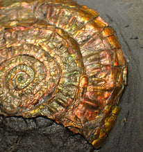 Load image into Gallery viewer, Large 93mm rainbow iridescent Caloceras display ammonite fossil
