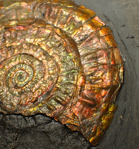 Large 93mm rainbow iridescent Caloceras display ammonite fossil