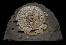 Load image into Gallery viewer, Large complete iridescent Caloceras display ammonite
