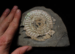 Large complete iridescent Caloceras display ammonite