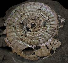 Load image into Gallery viewer, Large complete iridescent Caloceras display ammonite
