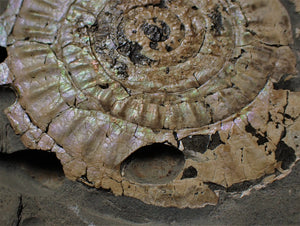 Large complete iridescent Caloceras display ammonite