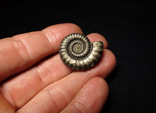 Load image into Gallery viewer, Large Crucilobiceras pyrite ammonite fossil (28 mm)
