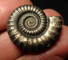 Load image into Gallery viewer, Large Crucilobiceras pyrite ammonite fossil (28 mm)
