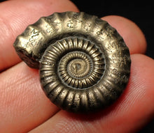 Load image into Gallery viewer, Large Crucilobiceras pyrite ammonite fossil (28 mm)

