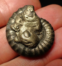 Load image into Gallery viewer, Large Crucilobiceras pyrite ammonite fossil (28 mm)
