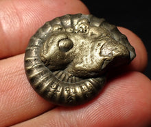 Load image into Gallery viewer, Large Crucilobiceras pyrite ammonite fossil (28 mm)
