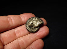 Load image into Gallery viewer, Large Crucilobiceras pyrite ammonite fossil (28 mm)

