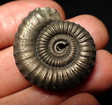 Load image into Gallery viewer, Large Crucilobiceras pyrite ammonite fossil (32 mm)
