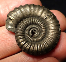 Load image into Gallery viewer, Large Crucilobiceras pyrite ammonite fossil (32 mm)
