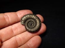 Load image into Gallery viewer, Large Crucilobiceras pyrite ammonite fossil (32 mm)
