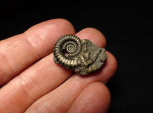 Load image into Gallery viewer, Large Crucilobiceras pyrite ammonite fossil (27 mm)

