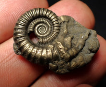 Load image into Gallery viewer, Large Crucilobiceras pyrite ammonite fossil (27 mm)
