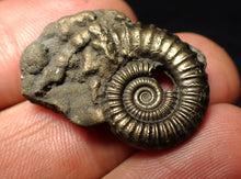 Load image into Gallery viewer, Large Crucilobiceras pyrite ammonite fossil (27 mm)
