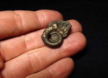 Load image into Gallery viewer, Large Crucilobiceras pyrite ammonite fossil (27 mm)
