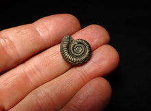 Load image into Gallery viewer, Crucilobiceras pyrite ammonite fossil (19 mm)
