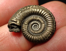 Load image into Gallery viewer, Crucilobiceras pyrite ammonite fossil (19 mm)
