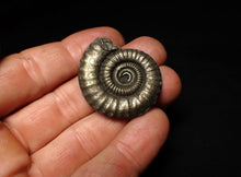 Load image into Gallery viewer, Large Crucilobiceras pyrite ammonite fossil (36 mm)
