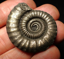 Load image into Gallery viewer, Large Crucilobiceras pyrite ammonite fossil (36 mm)
