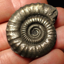 Load image into Gallery viewer, Large Crucilobiceras pyrite ammonite fossil (36 mm)
