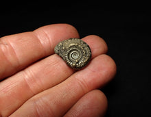 Load image into Gallery viewer, Crucilobiceras pyrite ammonite fossil (21 mm)
