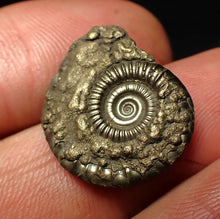 Load image into Gallery viewer, Crucilobiceras pyrite ammonite fossil (21 mm)
