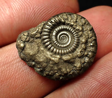 Load image into Gallery viewer, Crucilobiceras pyrite ammonite fossil (21 mm)
