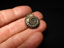 Load image into Gallery viewer, Crucilobiceras pyrite ammonite fossil (22 mm)
