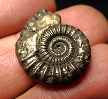 Load image into Gallery viewer, Crucilobiceras pyrite ammonite fossil (22 mm)

