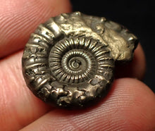 Load image into Gallery viewer, Crucilobiceras pyrite ammonite fossil (22 mm)

