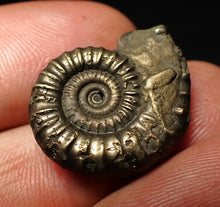 Load image into Gallery viewer, Crucilobiceras pyrite ammonite fossil (22 mm)
