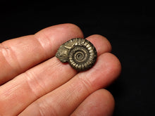 Load image into Gallery viewer, Crucilobiceras pyrite ammonite fossil (22 mm)
