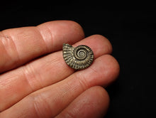 Load image into Gallery viewer, Crucilobiceras pyrite ammonite fossil (20 mm)
