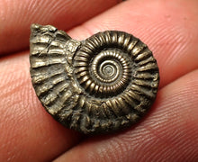 Load image into Gallery viewer, Crucilobiceras pyrite ammonite fossil (20 mm)

