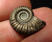 Load image into Gallery viewer, Crucilobiceras pyrite ammonite fossil (20 mm)
