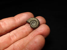 Load image into Gallery viewer, Crucilobiceras pyrite ammonite fossil (20 mm)
