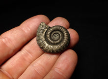 Load image into Gallery viewer, Large Crucilobiceras pyrite ammonite fossil (32 mm)
